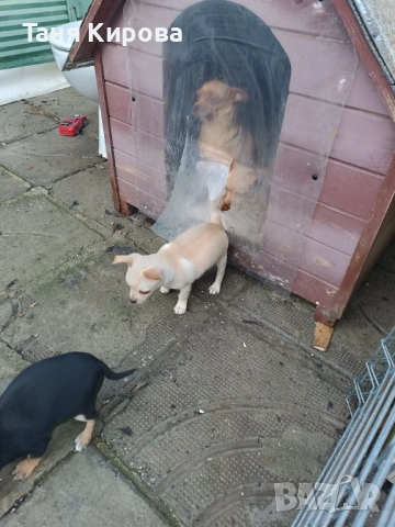 Малки пинчерчета, снимка 8 - Пинчер - 52975157