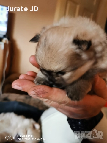 Померан, женско. , снимка 3 - Померан - 52355221