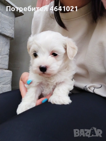 Мини малтийски болонки, снимка 2 - Болонка - 52388717