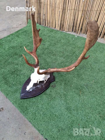 Много красив трофей от Елен лопатар., снимка 3 - Други ценни предмети - 50595483