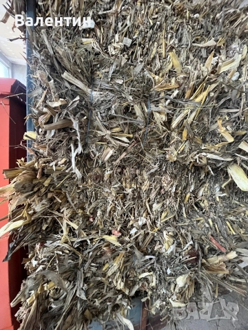 Продавам Бали царевичак, снимка 2 - За селскостопански - 51507552