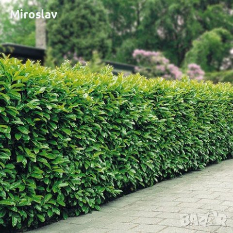 Лавровишна (Prunus laurocerasus), снимка 6 - Градински цветя и растения - 42163604