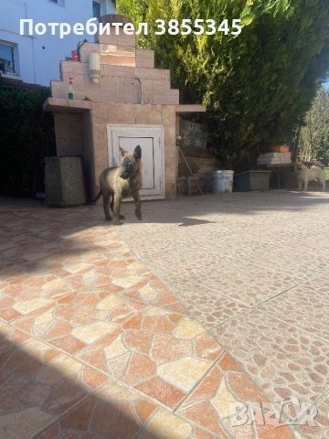 Белгийски овчарки, снимка 3 - Белгийска овчарка - 54142764