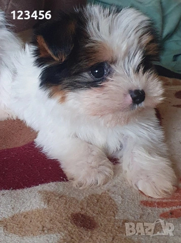 Малки йоркита бивър 