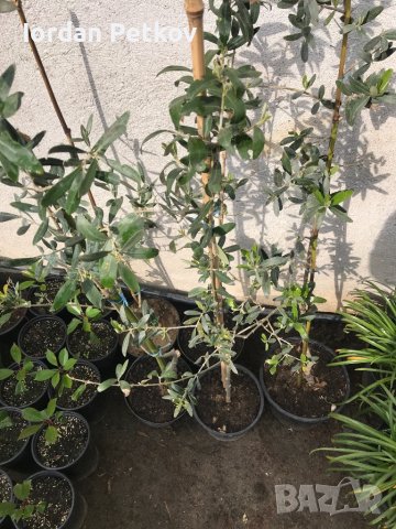 маслиново дърво , снимка 2 - Градински цветя и растения - 40241415