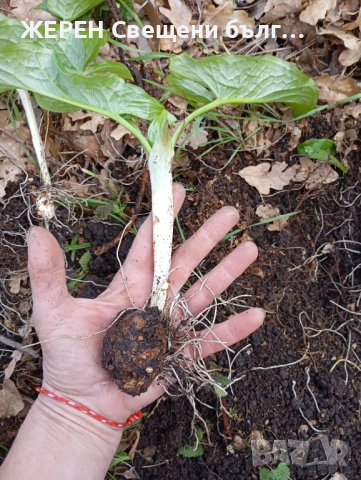Змийска хурка — хемороиди, миоми,  язви — пресни грудки