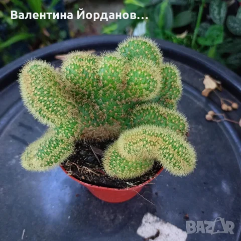 кактус големи растения 