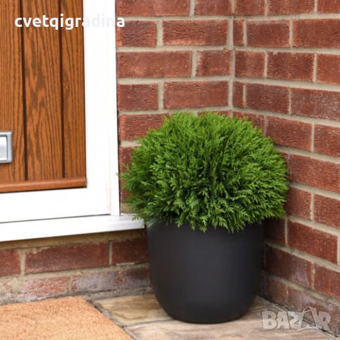 Thuja occidentalis Tiny Tim (Туя малък Тим), снимка 3 - Градински цветя и растения - 37514902