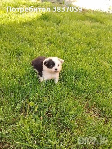 продавам болонка