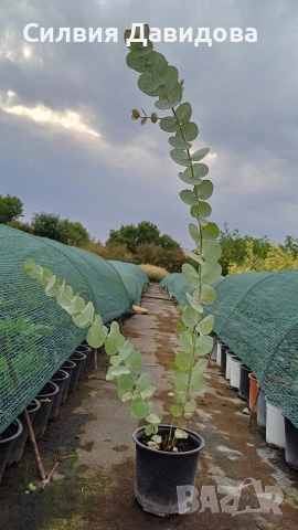 Евкалипт, снимка 4 - Други стоки за дома - 52773023