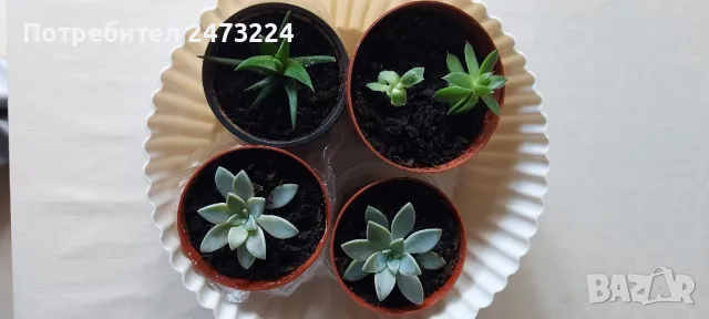 Алое вера, различни големини и суколентни , снимка 9 - Стайни растения - 40913397