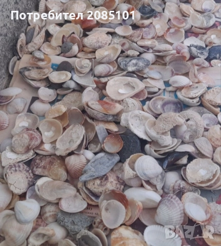 Морски мидички и камъчета