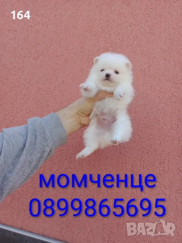 Померани. Мъжки и женски. , снимка 2 - Померан - 52929308