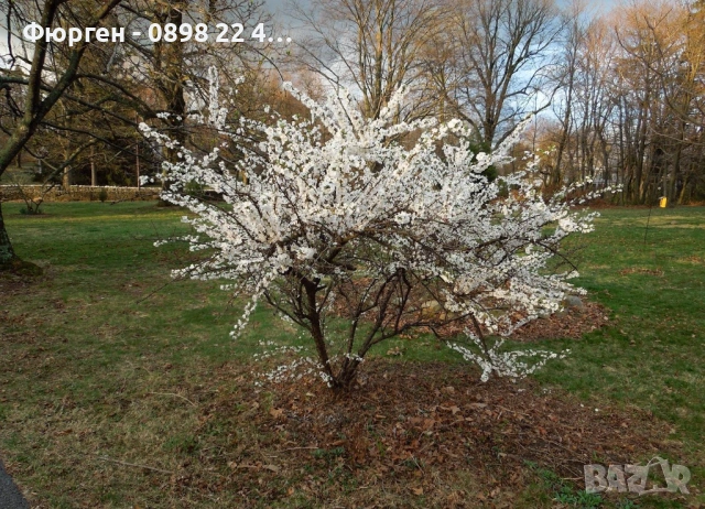 Японска вишна (Фуджи череша), снимка 2 - Разсади - 54102932