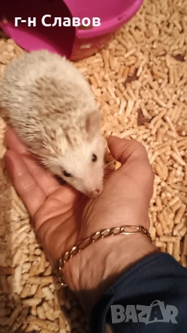 Африканско Таралежче с оборудване и храна. , снимка 3 - Таралеж - 54201276