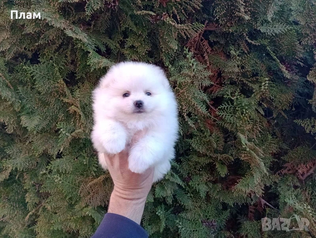 Мъжки и женски Померани.Реални снимки !, снимка 14 - Померан - 54118790