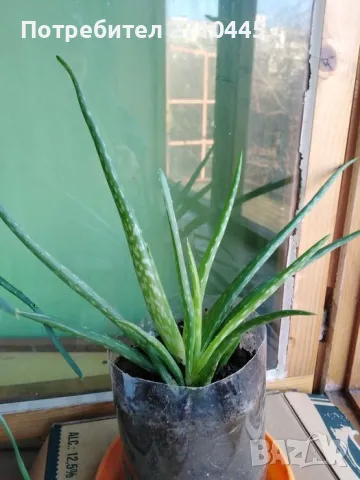 ЛЕЧЕБНО АЛОЕ ВЕРА и Дървовидно алое, снимка 7 - Стайни растения - 30210195