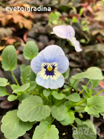 Мини теменужка синя – Viola Mini Blue