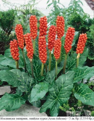 Италиански змиярник, змийска хурка (Arum italicum) – грудки