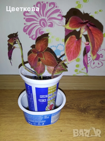 5 различни копривки, снимка 2 - Стайни растения - 52950188