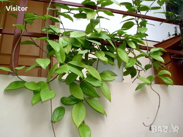 BenQ DC C1035   10 мрХ, снимка 16 - Фотоапарати - 54282156