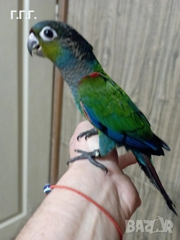 Бебета Пирура перлата