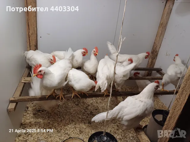 Петлета Легхорн , снимка 1