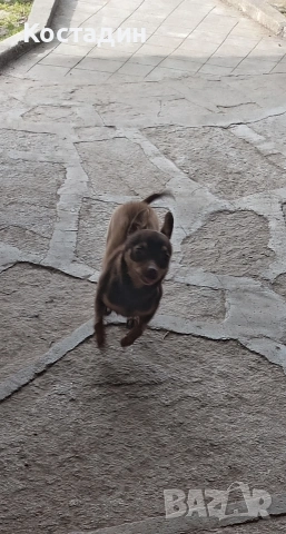 Чихуа пинчер , снимка 2 - Пинчер - 53896388