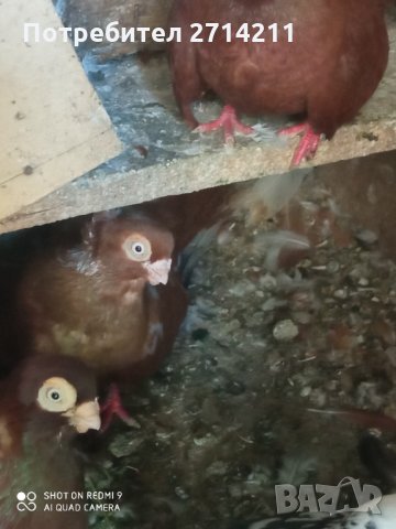 Добрички месни гълъби, снимка 3 - Гълъби - 33805614