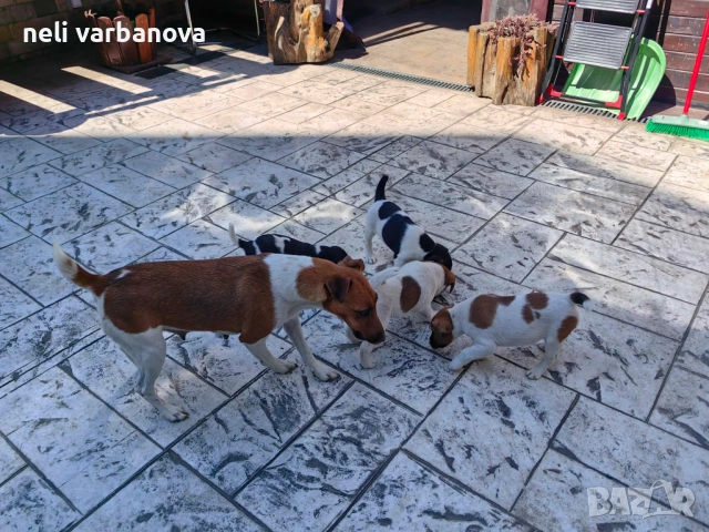 продавам кученца фокстериер 