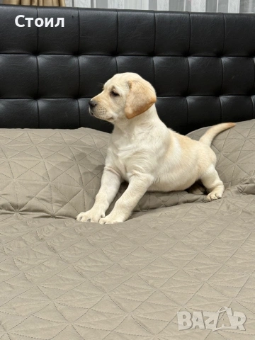 Чистокръвни Лаабрадор Ретривар.