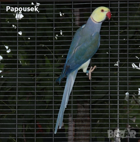 Малък Александър , снимка 11 - Папагали - 51324439