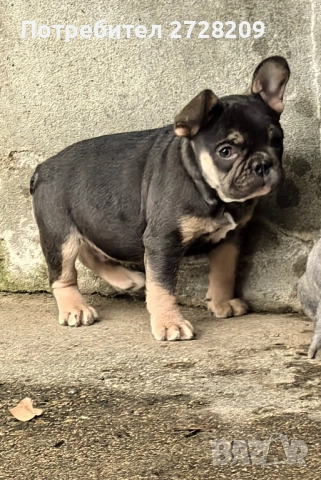 Френски Булдог/ French Bulldog, снимка 9 - Френски булдог - 51410450