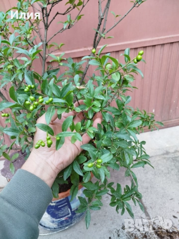 Бонсай заготовка Лигуструм , снимка 7 - Градински цветя и растения - 51556598