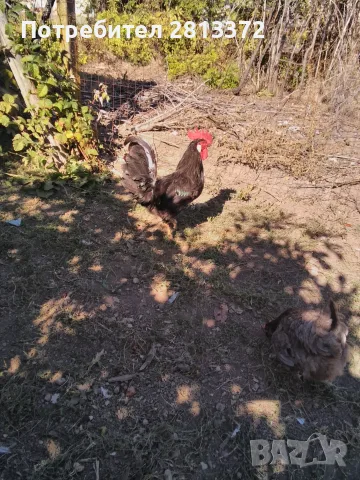  Петел Черен Легхорн Leghorn, снимка 4 - други­ - 55251872
