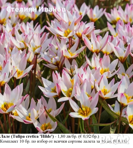 БОТАНИЧЕСКИ ЛАЛЕТА – ЛУКОВИЦИ, снимка 10 - Сортови семена и луковици - 52372825