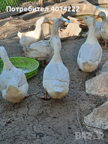 Пекински патици 