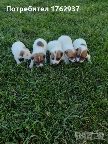 Джак Ръсел Териер , снимка 2 - Джак ръсел териер - 49604367