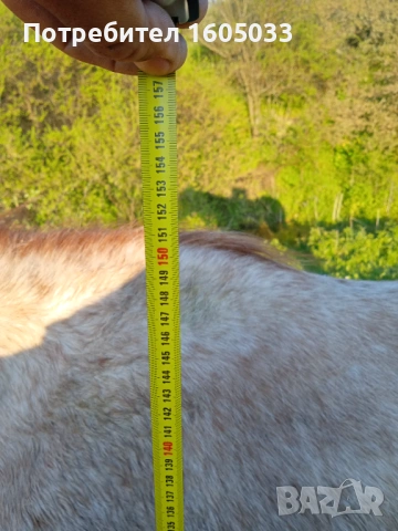 Кубила, снимка 4 - Коне - 54312274