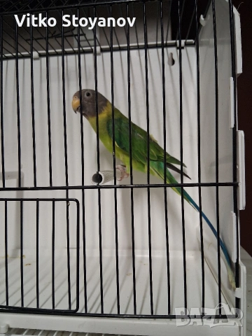 Сливоглав александър-женски, снимка 7 - Папагали - 53999711
