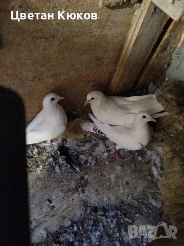 продавам гълъби различни породи , снимка 5 - Гълъби - 51160431