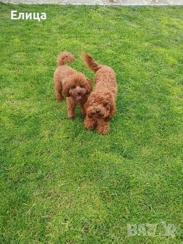 Пудел той , снимка 5 - Пудели - 51937148