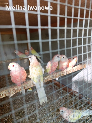 Продавам неофеми , снимка 4 - Папагали - 54322117