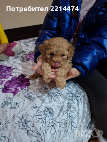 МИНИ ПУДЕЛЧЕ, снимка 3 - Пудели - 53099688