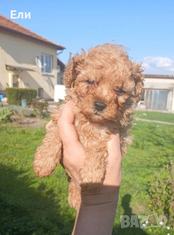 той пудел момченце , снимка 6 - Пудели - 54126893