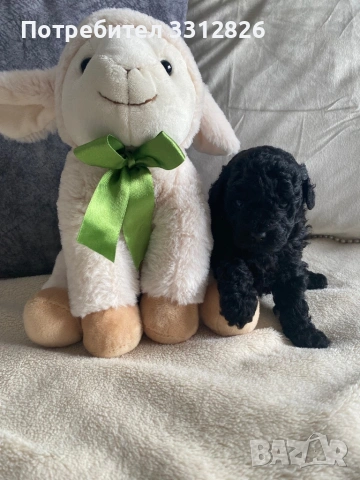 Той пудел, снимка 2 - Пудели - 54158376