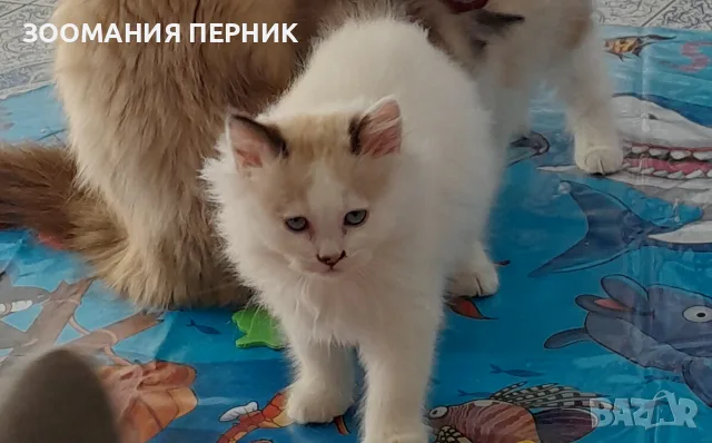 коте Регдол на 3месеца момче