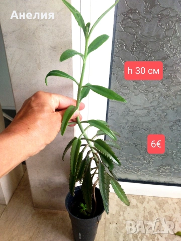 Каланхое лечебно хубави растения , снимка 5 - Стайни растения - 54219834