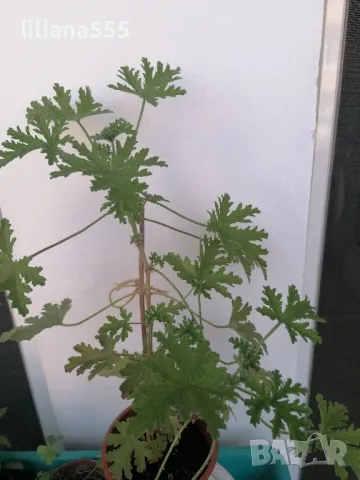 Индрише -ароматно, красиво, полезно, снимка 4 - Градински цветя и растения - 42077773