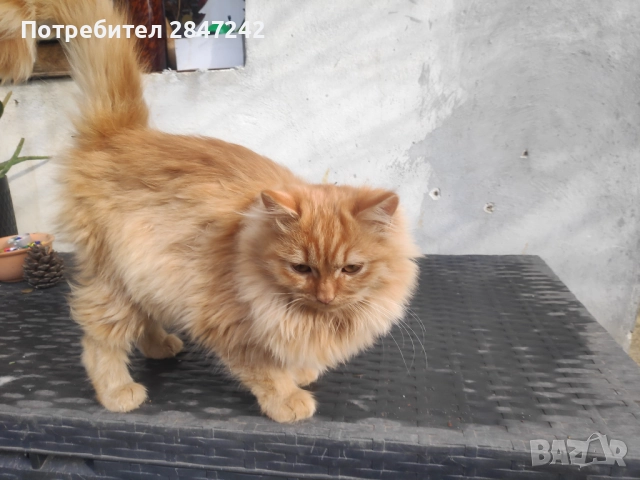 Риж пух, снимка 3 - Персийска - 52290732
